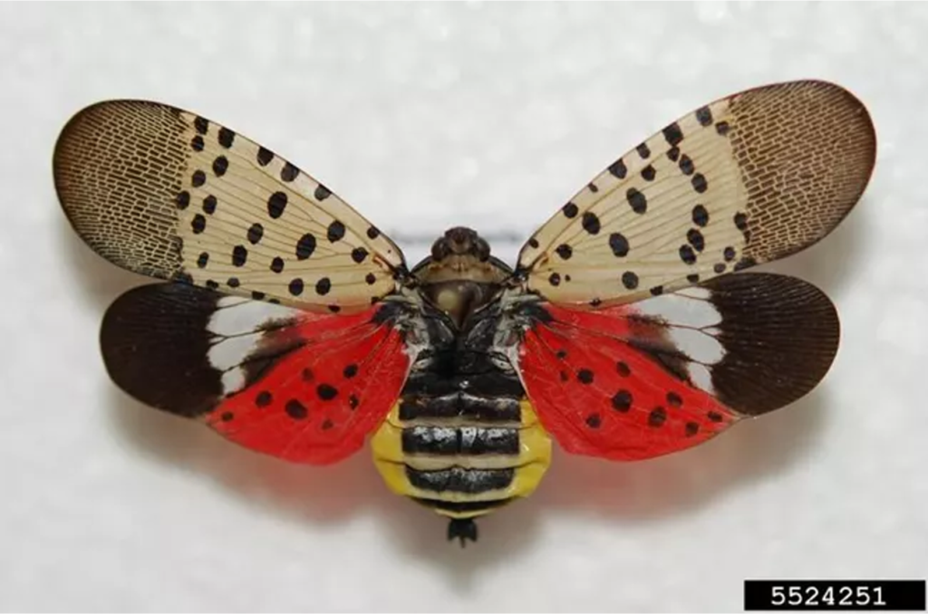 The dorsal view of a pinned, adult spotted lanternfly with its wings spread open.