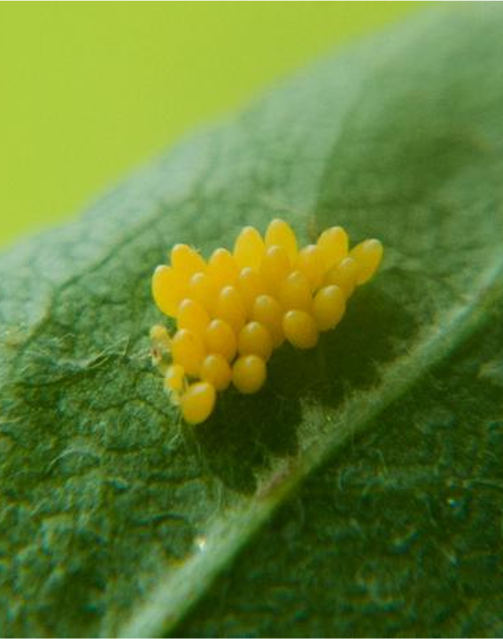 A cluster or yellow lady beetle eggs on a leaf.