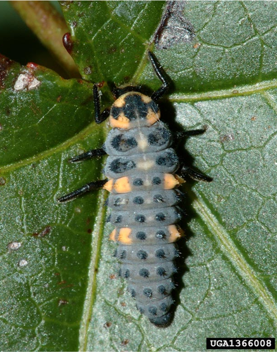 A black juvenile lady beetle with orange markings and no wings on a leaf.