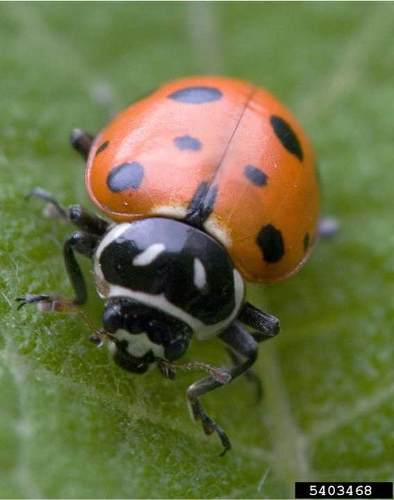 An adult lady beetle on a leaf.