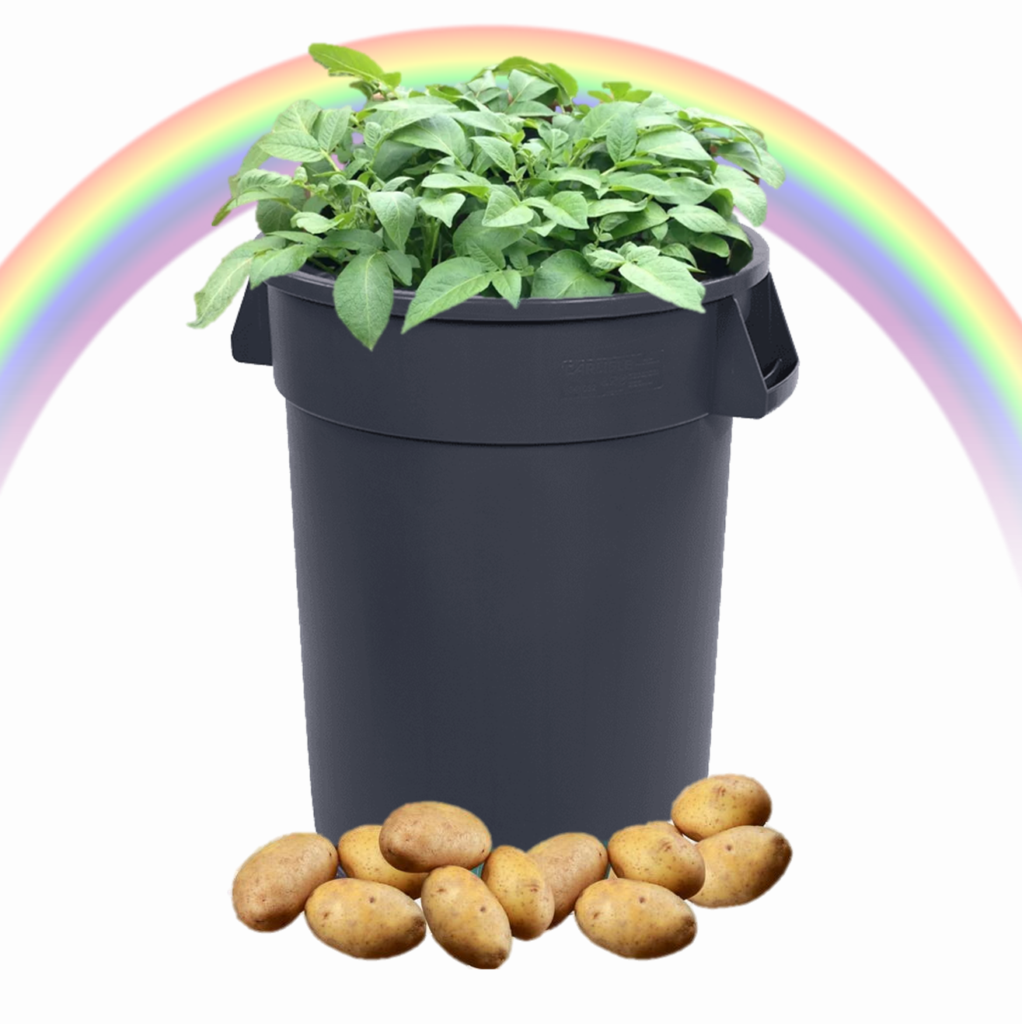 A photoshopped image of potato vines in a 15 gallon trash can with potatoes scattered beneath it sitting under a rainbow.
