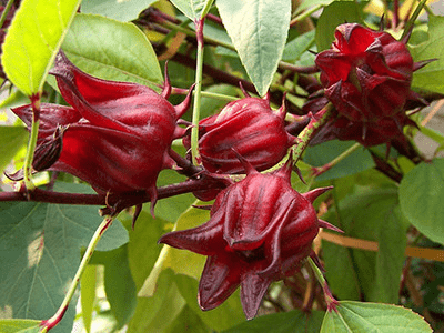 A close-up of dark red roselle calyces.