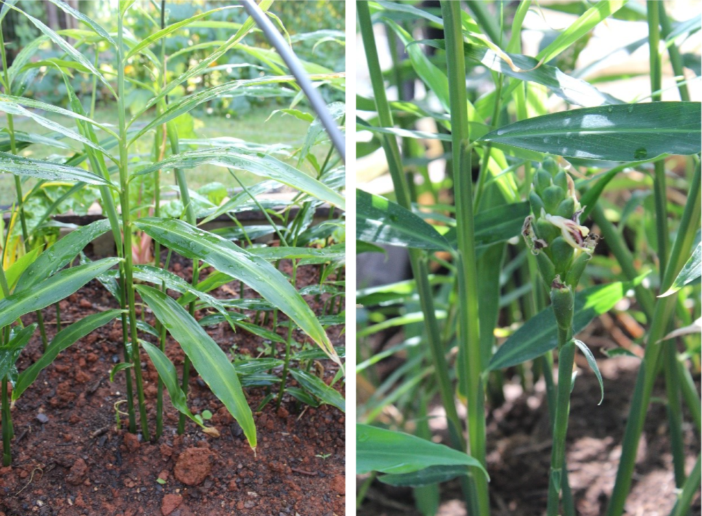 A ginger plant in the garden.