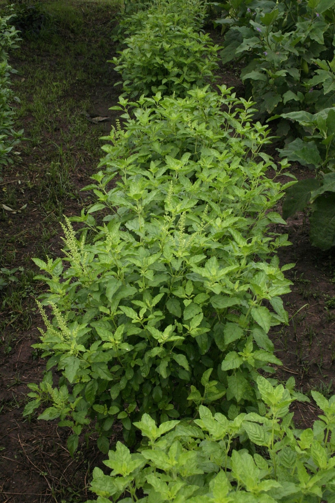 Tulsi growing in the garden.