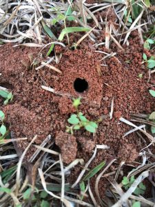 what makes holes in yard