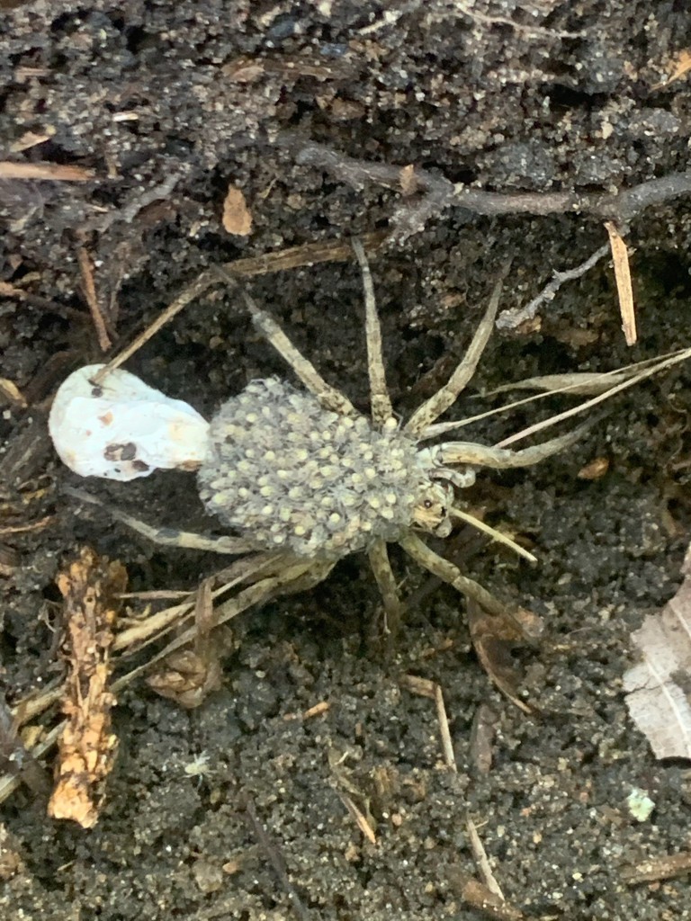 albino wolf spider