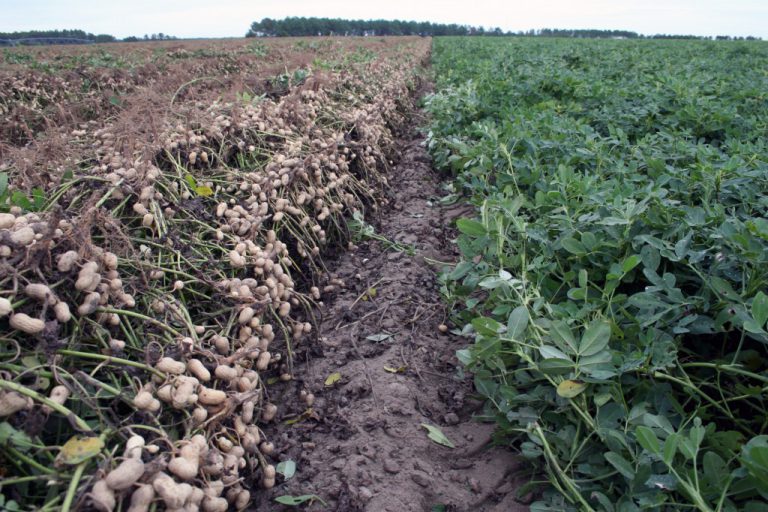 Time is Right for Planting Peanuts, but Soil Temperatures Don’t Agree