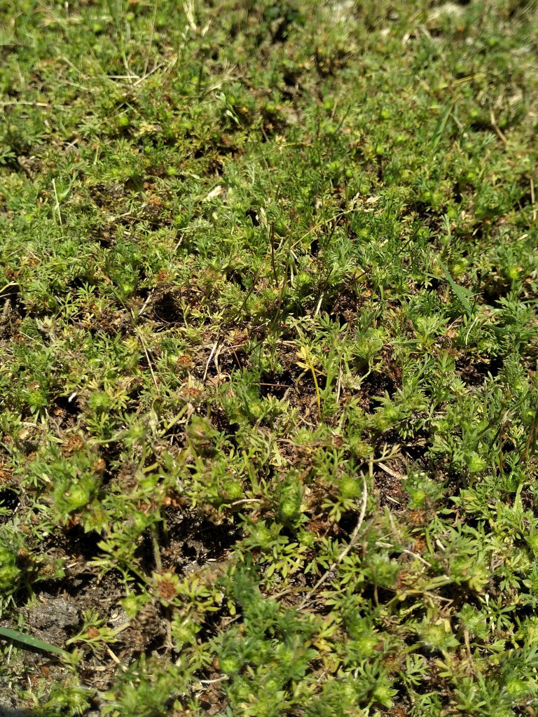 https://site.extension.uga.edu/evansag/files/2021/02/Burweed-in-Yard.jpg