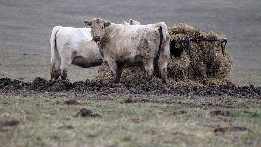 Cattle stand in mud at a hay feeder in a pasture. 
