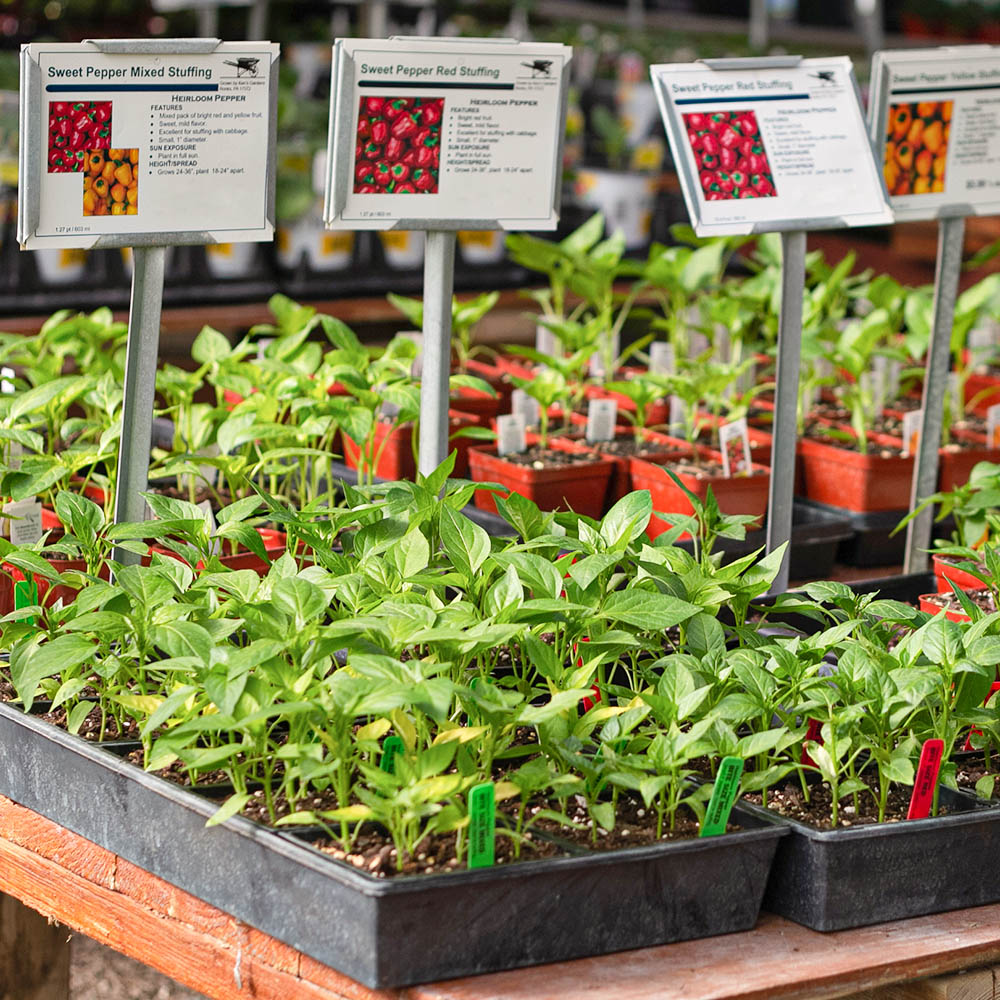 Seedling trays filled with young sweet pepper plants displayed on a bench at a garden center, with variety signs above the plants showing photos and names of different pepper types.