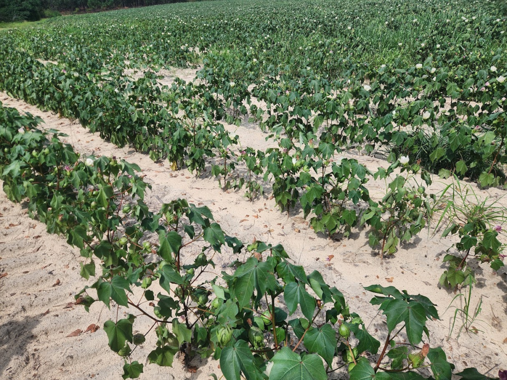 Cotton plants showing drought stress and wilted leaves in a dry, sandy field with limited soil moisture.