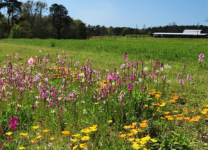 Establishing a Wildflower Meadow