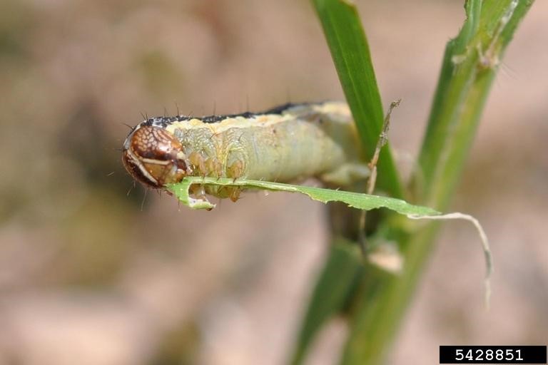 Image Armyworm