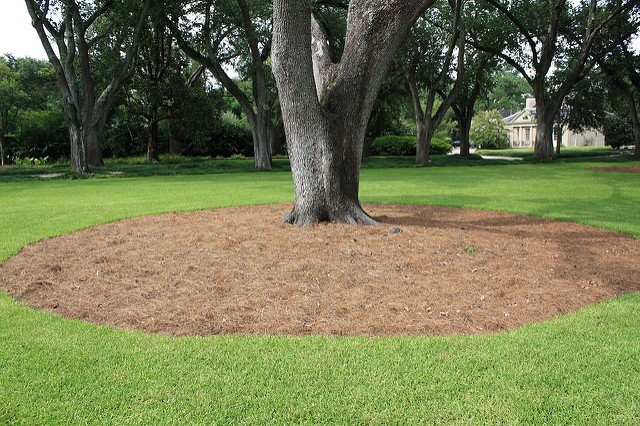 Image-Mulch around tree