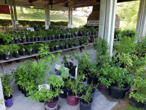 North Georgia Master Gardener Fall Plant Sale