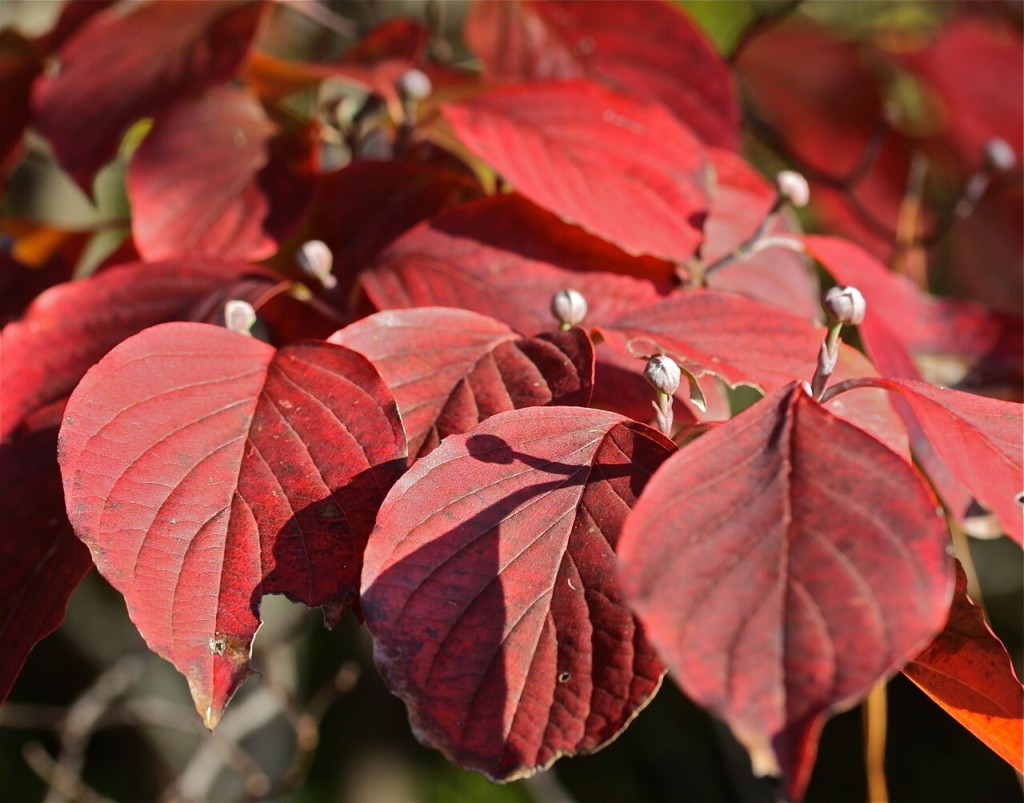 Red Leaves Image