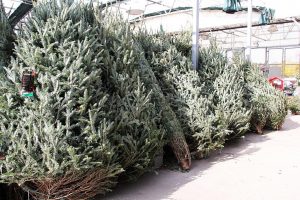 Extension tips on selecting and caring for Christmas trees