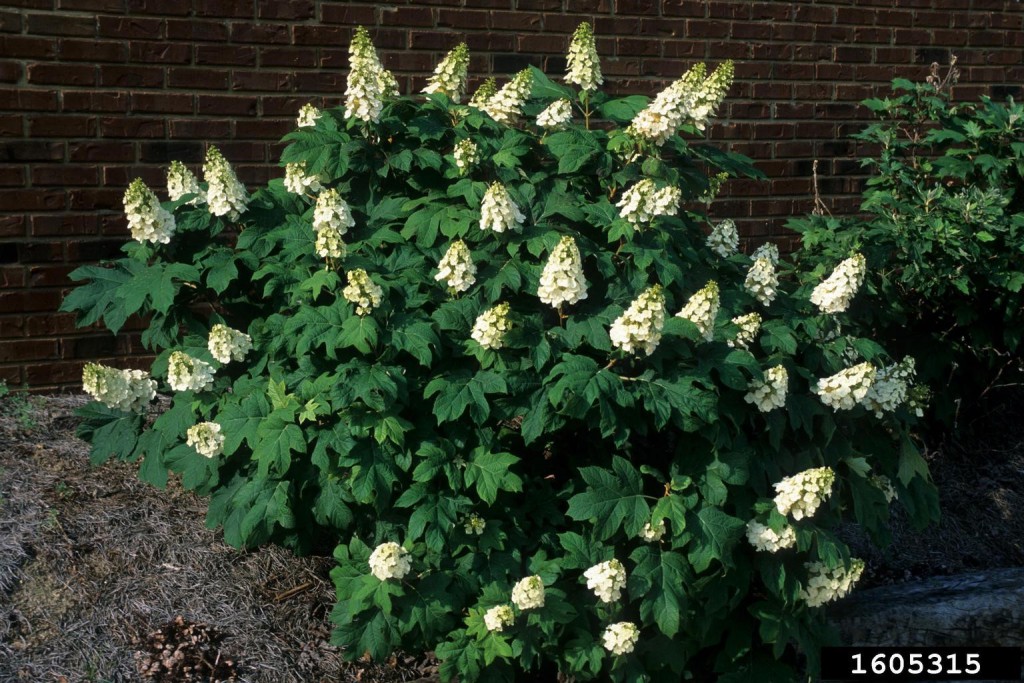 Oakleaf Hydrangea