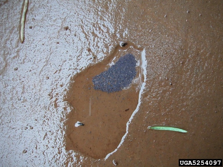 Springtails in puddle