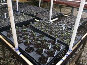 seedlings