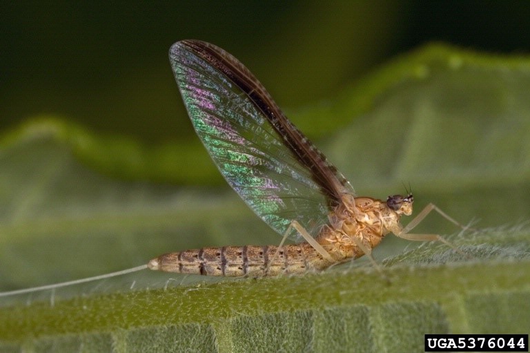 Mayfly