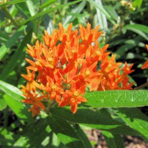 Butterfly Weed