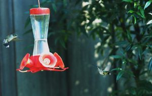Hummingbird feeder