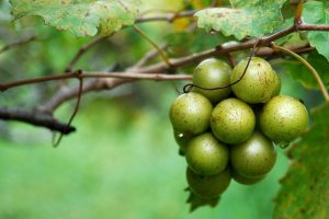 Celebrating Georgia’s Native Grape