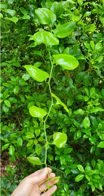 killing vines in shrubs