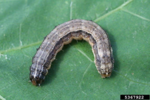 Check pastures and hayfields for Fall Armyworms