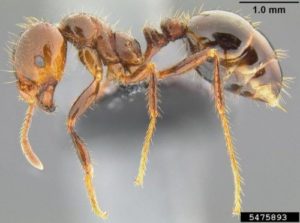 Treat fire ants in the fall to reduce spring populations