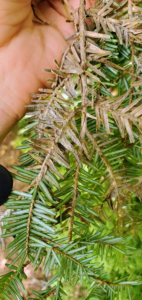 Rosellinia Image