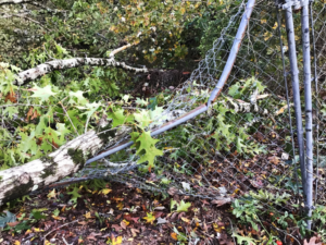 Assessing storm-damaged trees
