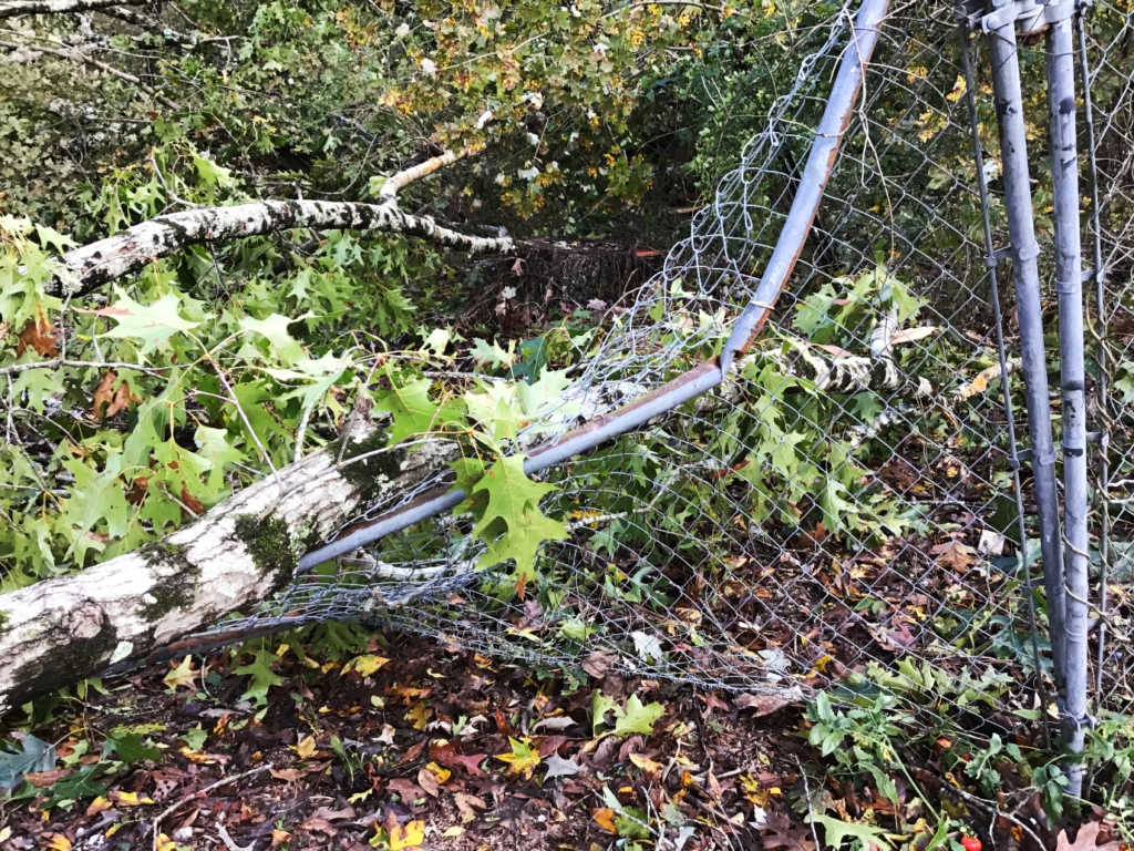 Fallen Tree Image