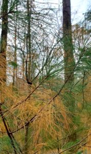 Evergreens shed needles in the fall