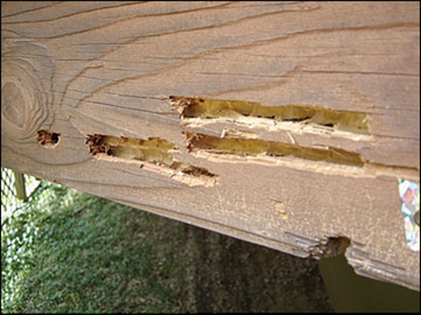 Carpenter bees may cause damage to homes and wooden structures | A