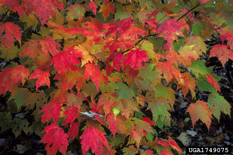 Red Maple: Robert L. Anderson, USDA Forest Service, Bugwood.org