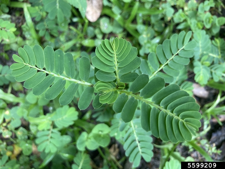 Chamberbitter weed. Brantlee Spakes Richter, University of Florida, Bugwood.org