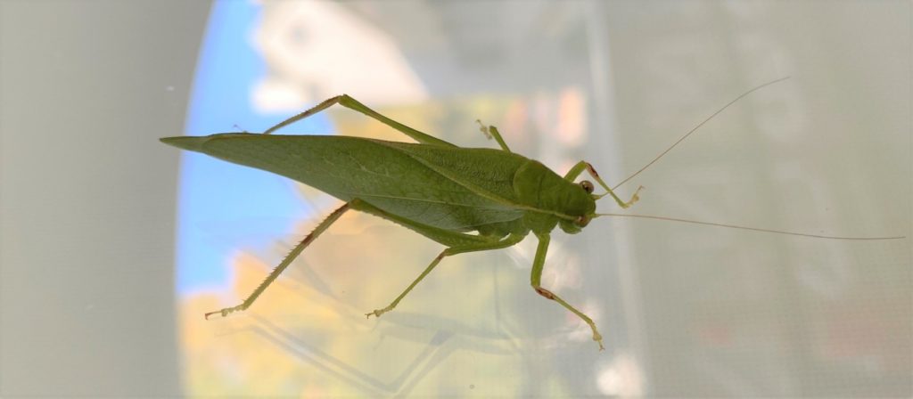 Katydid on window screen. Photo: S. Johnson