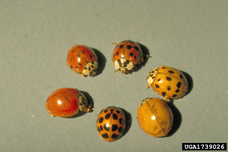 Adult multicolored Asian lady beetles. Photo: Bill Ree, Texas A&M University, bugwood.org. IMG: 1739026