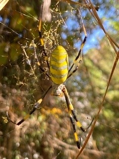 Joro Spider, S. Samson, Fayette MGEV