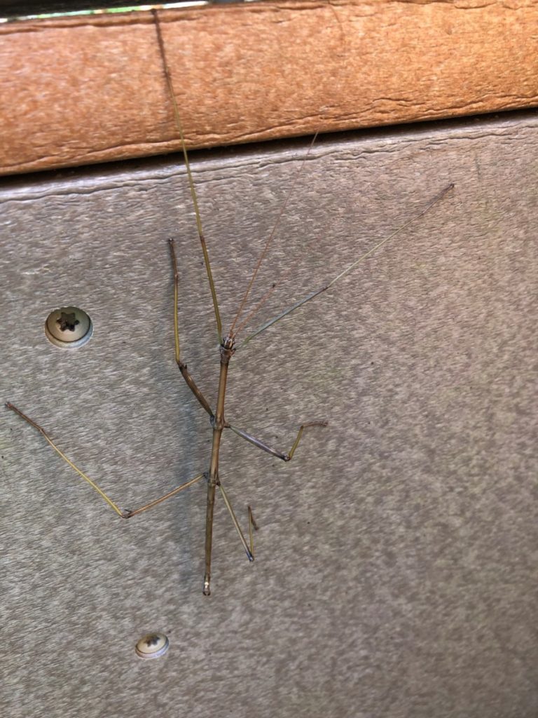 Stick insect found at local playground, Summer 2022. K. Toal