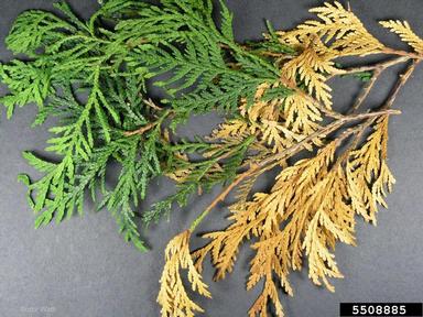 Thuja showing needle blight:  Bruce Watt, University of Maine, Bugwood.org