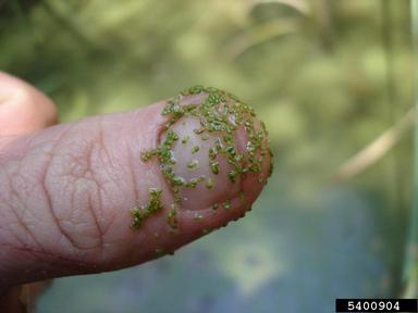 Watermeal (Wolffia sp.); Graves Lovell, Alabama Department of Conservation and Natural Resources, Bugwood.org