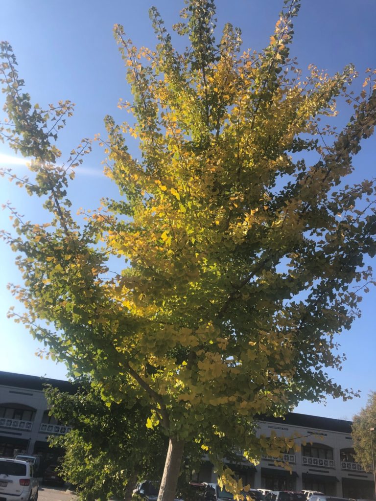 Ginkgo Tree