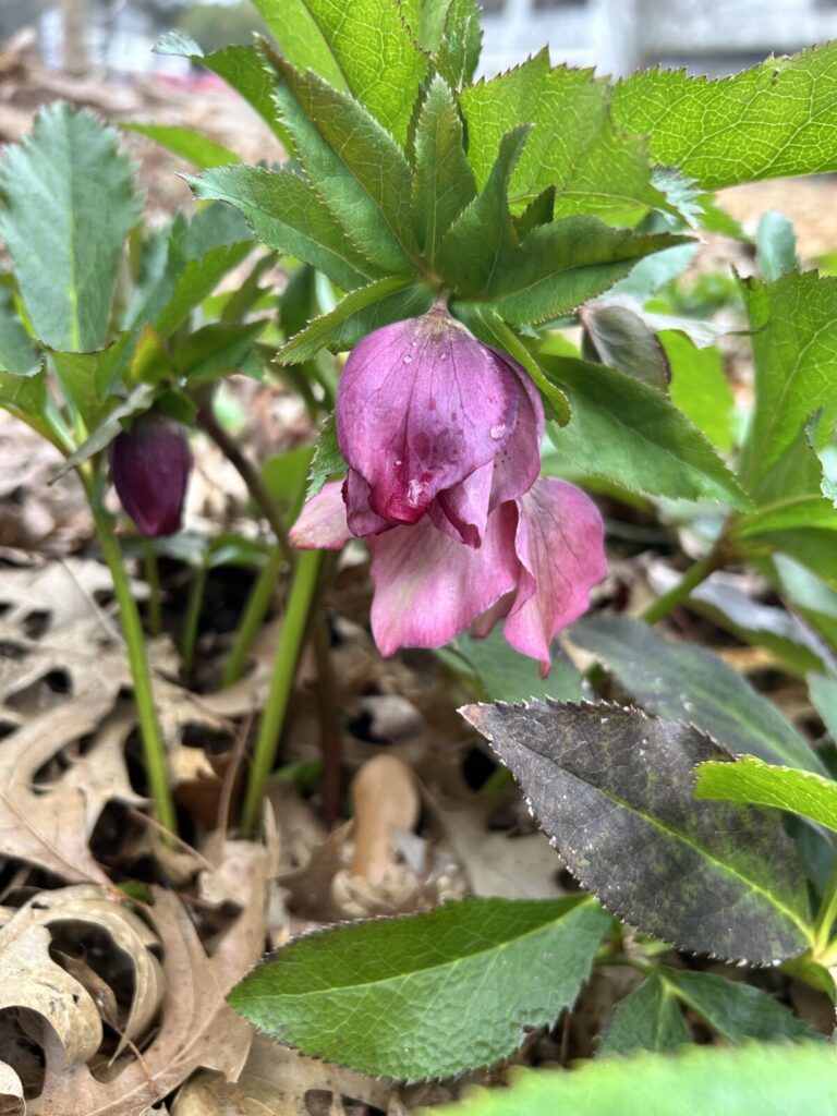 Plant with green leaves and purple flower.