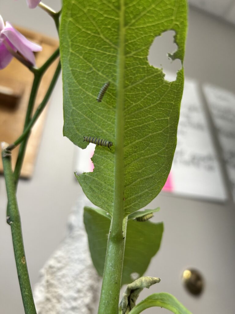 Close up photo of monarch caterpillars eating milkweed plants