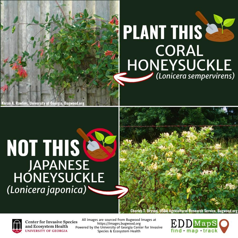 Image with text:
Plant this Coral Honeysuckle (Lonicera sempervirens L.) Not this Japanese Honeysuckle (Lonicera japonica).
