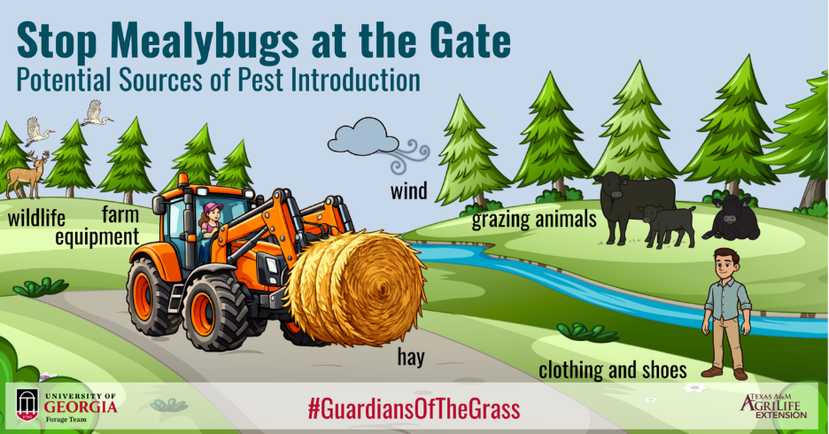 Figure 2. The pasture mealybug can enter our pastures and hayfields from many different sources. These include but are not limited to farm equipment, hay and stored forages, grazing animals, clothing, shoes, wildlife, and wind. Practicing good biosecurity can help stop pasture mealybug at the gate and limit the spread on farm! This figure and other variations for biosecurity in pasture systems are available for free download in the previous links.
