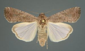 close up image of an army worm